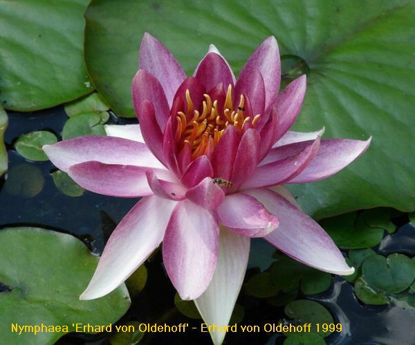 Nymphaea 'Erhard von Oldehoff'